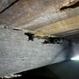 Photo of Glen Oaks Pest Control