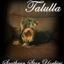 Photo of Southern Star Yorkies
