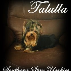 Southern Star Yorkies