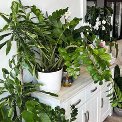 Bays Flowers - Healthy indoor plants available alongside our fresh flower range.