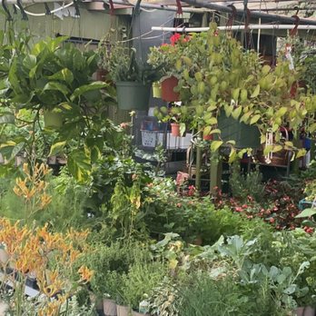Nelson's Greenhouse - Another view of the main area - Nurseries & Gardening Near Me - Canoga Park, California Nelson's Greenhouse - Another view of the main area - Nurseries & Gardening Near Me - Canoga Park, California