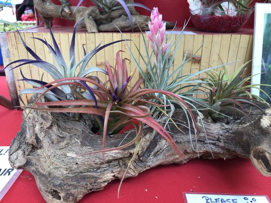 Mower's Saturday Sunday Flea Market by null