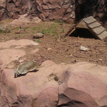 Bearizona - A badger. - Zoos Near Me - Williams, Arizona Bearizona - A badger. - Zoos Near Me - Williams, Arizona