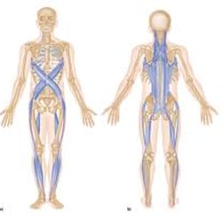 True Fitness By Katrina - Training the body as a whole: Fascial Spiral Line Everything is connected
