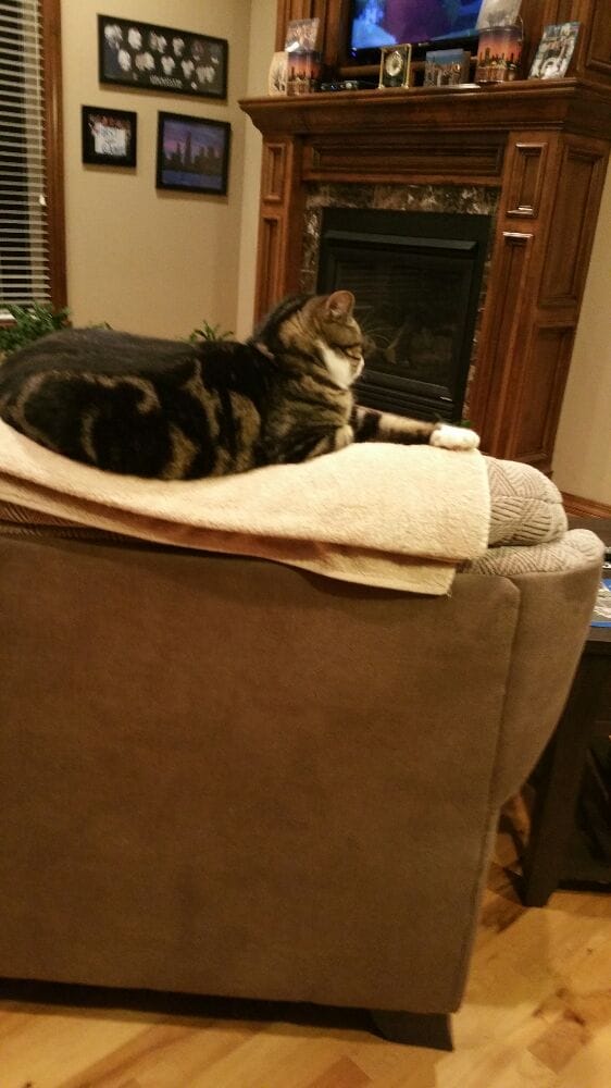 ANDOVER PET SITTER Updated September 2024 41 Photos Andover