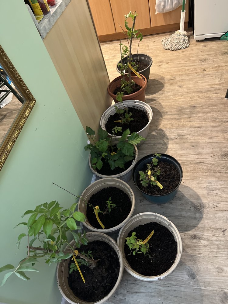 SHRUBS & TREES DEPOT Updated August 2024 728 S Main St, Ashburn