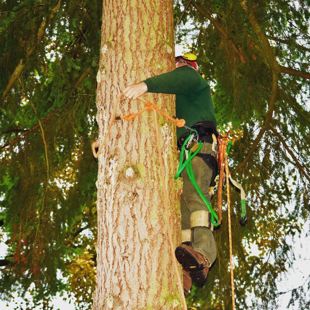 Weiss Tree Service & Logging Company - tree service in Seattle, WA