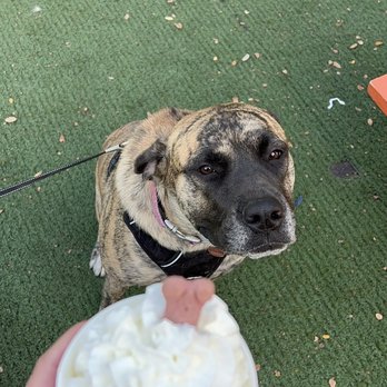 Hops & Hounds - Pup Cup - Dog Parks Near Me - San Antonio, Texas Hops & Hounds - Pup Cup - Dog Parks Near Me - San Antonio, Texas
