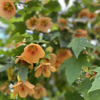Berkeley Horticultural Nursery - Nurseries & Gardening Near Me - Berkeley, California