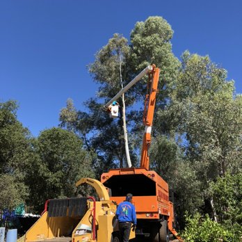 Heilig's Tree Service - Eucalyptus removal in Alpine - Tree Services Near Me - El Cajon, California Heilig's Tree Service - Eucalyptus removal in Alpine - Tree Services Near Me - El Cajon, California