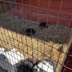 Happy Trails Stables - Rabbits with no food