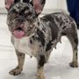 Photo of GISL Pet Center