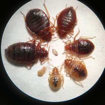 Ruby Mountain Pest Control - Pest Control Near Me - Spring Creek, Nevada Ruby Mountain Pest Control - Pest Control Near Me - Spring Creek, Nevada