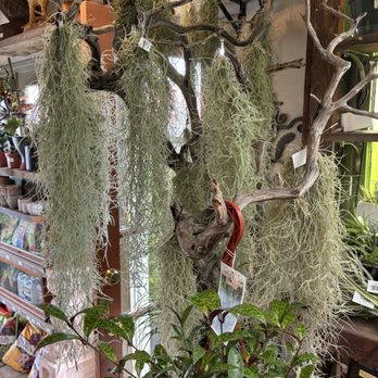 Clement Nursery - Gifts bear the register! - Nurseries & Gardening Near Me - San Francisco, California Clement Nursery - Gifts bear the register! - Nurseries & Gardening Near Me - San Francisco, California