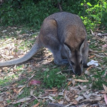 Jenolan Caves - Wallaby we saw outside the caves! - Tours Near Me - Jenolan, NSW