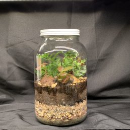 Finished terrarium Finished terrarium