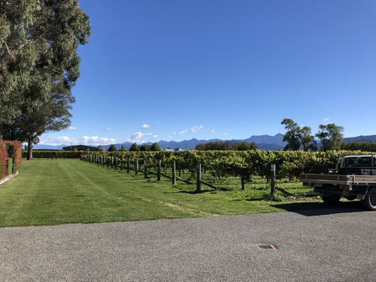 Cloudy Bay Vineyards by null