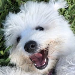 Royal Dog Walking - Daisy