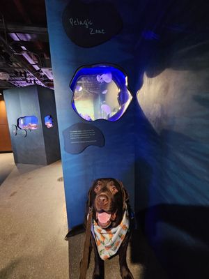 Santa Barbara Museum of Natural History Sea Center by null