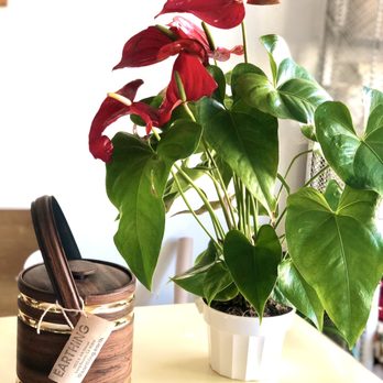Earthing - My finds :) - Home Decor Near Me - Long Beach, California