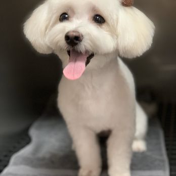 Melz Pet Grooming - All ready for thanksgiving - Pet Groomers Near Me Melz Pet Grooming - All ready for thanksgiving - Pet Groomers Near Me