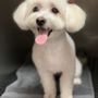 Melz Pet Grooming