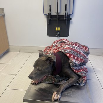 ARCHVET Emergency Hospital - Pumba getting his exam because he was in a lot of pain. - Veterinarians Near Me - San Jose, California ARCHVET Emergency Hospital - Pumba getting his exam because he was in a lot of pain. - Veterinarians Near Me - San Jose, California