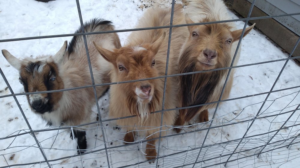 MINIHOOVES FARM Updated June 2024 146 Tucker Rd, Limington, Maine