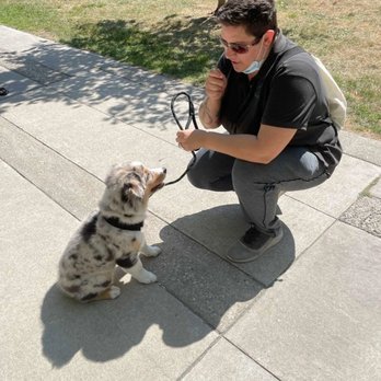 Born 2B Wild - Busy day at the office. - Pet Training Near Me Born 2B Wild - Busy day at the office. - Pet Training Near Me