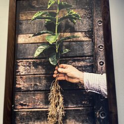 Starbucks - Organically