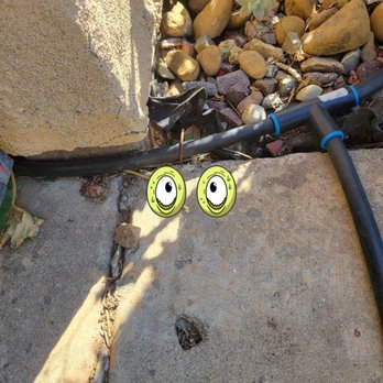 Carrillo Tree Service - Irrigation over patio sidewalk. - Tree Services Near Me - Chula Vista, California