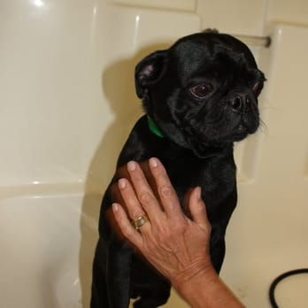 Cotati Dog Grooming & Boarding - Pet Boarding Near Me - Cotati, California Cotati Dog Grooming & Boarding - Pet Boarding Near Me - Cotati, California