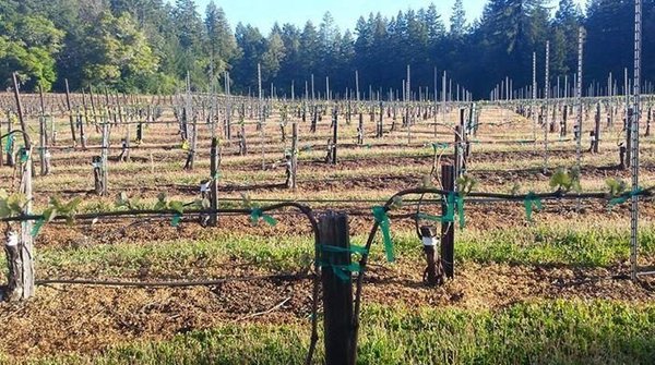 Witching Stick Wines by null