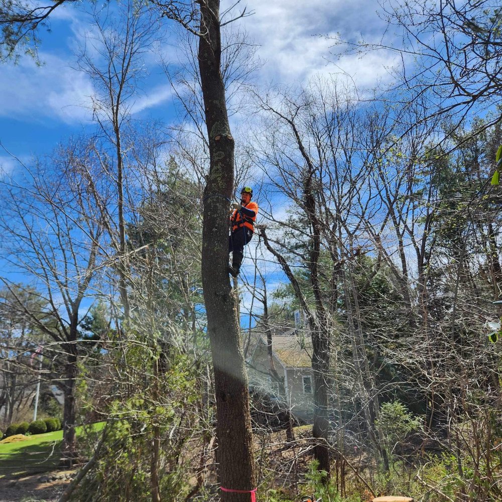 MJ Tr33 Service - tree service in Manchester, NH