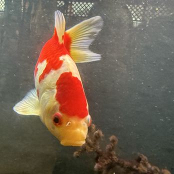 Floating Sea Aquatics - Koi. - Themed Cafes Near Me - Jacksonville, Florida