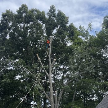 Nate Tree Service & Clearing - Tree Climbing - Tree Services Near Me Nate Tree Service & Clearing - Tree Climbing - Tree Services Near Me