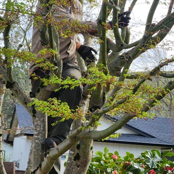 Barragan Tree Service - Eric up in the tree - Tree Services Near Me Barragan Tree Service - Eric up in the tree - Tree Services Near Me