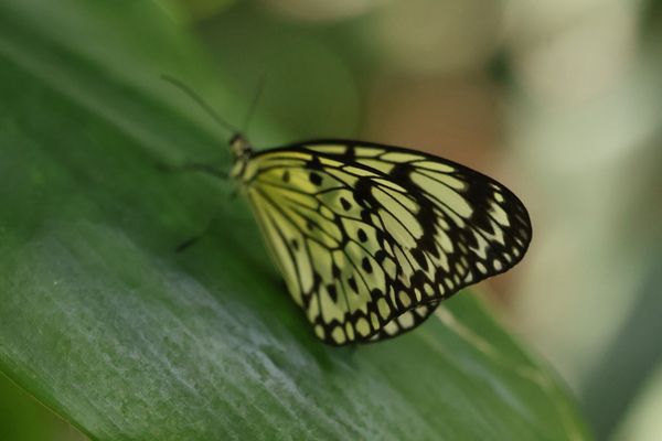 Texas Discovery Gardens at Fair Park by null