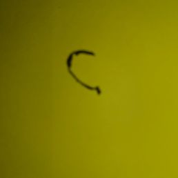 This is part of a twist tie found cooked into my food at Great Wall. When I called to report I was told it was no big deal.