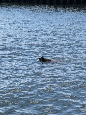 Louis Valentino, Jr. Park and Pier by null