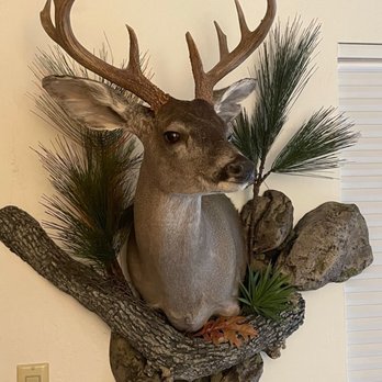 Mcdowell Mountain Taxidermy - coues deer mount - Taxidermy Near Me Mcdowell Mountain Taxidermy - coues deer mount - Taxidermy Near Me