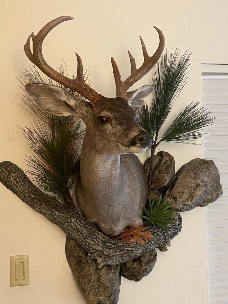 Mcdowell Mountain Taxidermy - taxidermy in Scottsdale, AZ