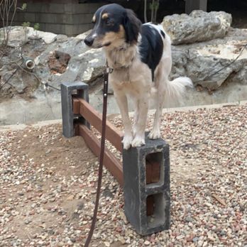 Matan Dog Training - Pet Training Near Me - Thousand Oaks, California Matan Dog Training - Pet Training Near Me - Thousand Oaks, California