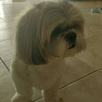 Dog Salon Kahala - Not the best photo, but she looks really cute IRL ;w; Smells nice and clean, not like perfume. She came back extra happy~ - Pet Groomers Near Me - Honolulu, Hawaii Dog Salon Kahala - Not the best photo, but she looks really cute IRL ;w; Smells nice and clean, not like perfume. She came back extra happy~ - Pet Groomers Near Me - Honolulu, Hawaii