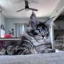 Photo of Kitty Purfection Cattery