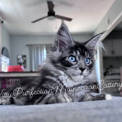 Kitty Purfection Cattery