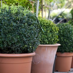 Alleyn Park Garden Centre - Buxus (box) balls