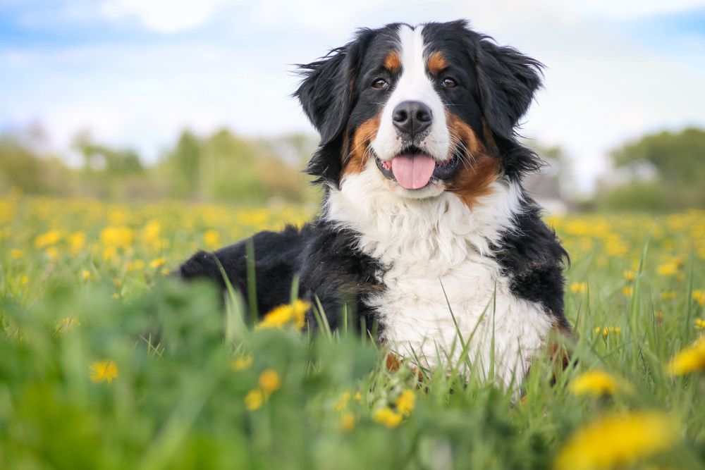 Happy Paws Petcare Image