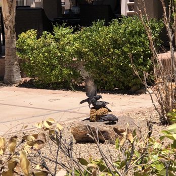 Agent Pest Control - Someone feeding pigeons No! Spotted after my customer was complaining about pigeons in their yard - Pest Control Near Me - Henderson, Nevada