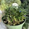 Guentner's Gardens gift card